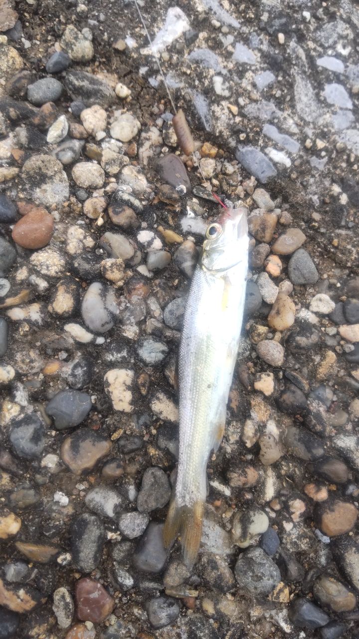 テナガエビ