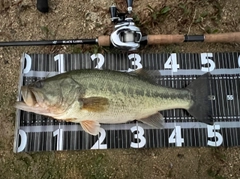 ブラックバスの釣果