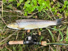 ブラウントラウトの釣果