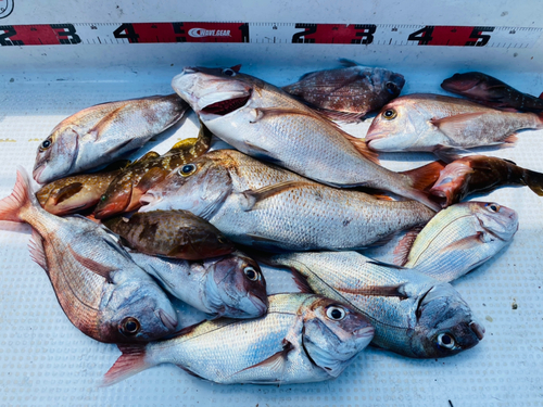 マダイの釣果