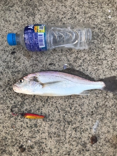 イシモチの釣果