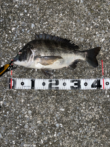 クロダイの釣果