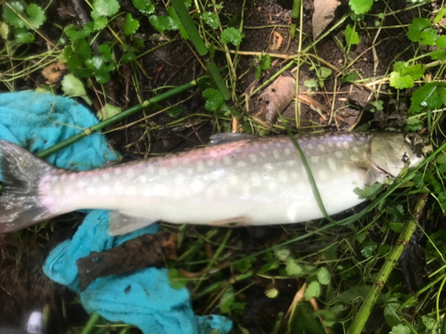 アメマスの釣果