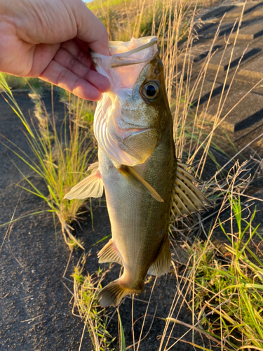 釣果