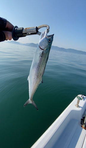 サゴシの釣果