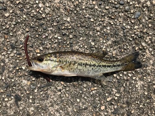 ブラックバスの釣果