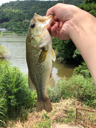 ブラックバスの釣果