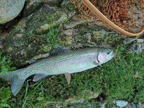 ニジマスの釣果