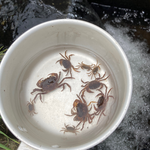 カニの釣果