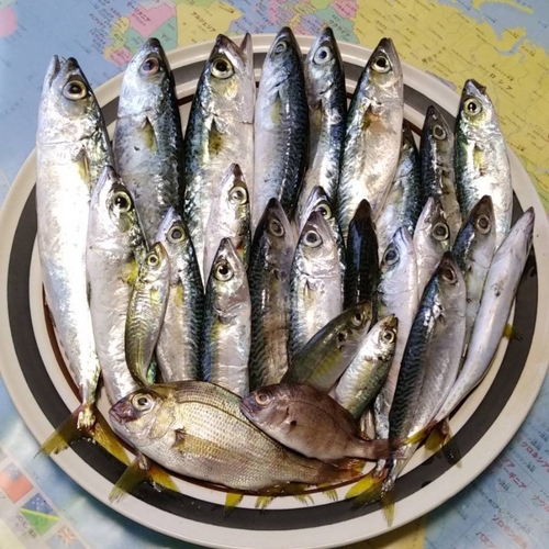 マサバの釣果