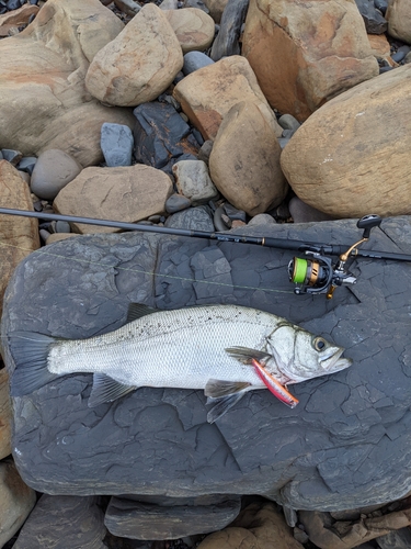 ヒラスズキの釣果