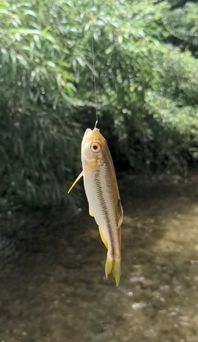 カワムツの釣果