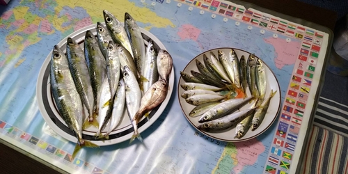 マサバの釣果