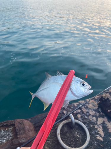 メッキの釣果