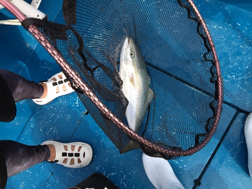 ハマチの釣果