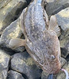 マゴチの釣果