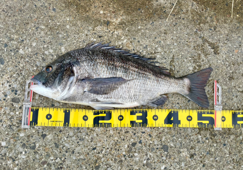 クロダイの釣果