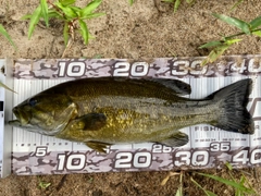 スモールマウスバスの釣果