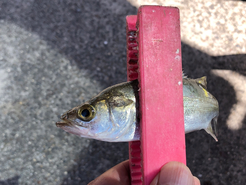 セイゴ（マルスズキ）の釣果