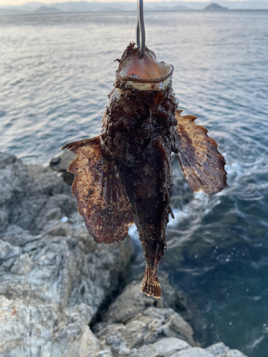 オニオコゼの釣果