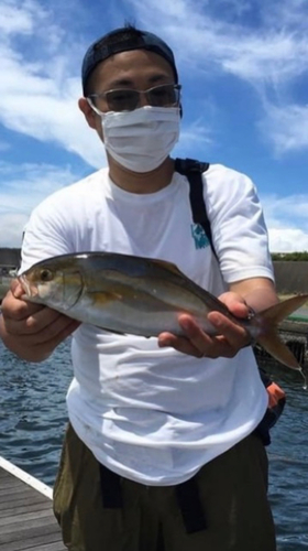 カンパチの釣果