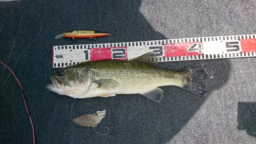 ブラックバスの釣果