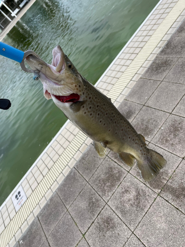 ブラウントラウトの釣果