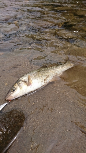 ウグイの釣果