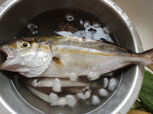 カンパチの釣果