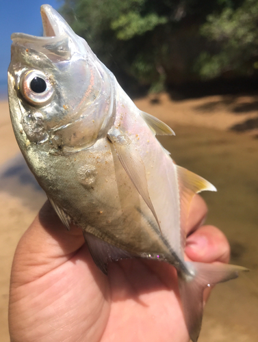 メッキの釣果