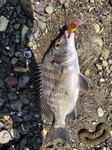 チヌの釣果