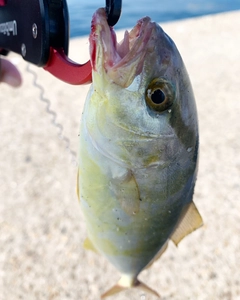 ショゴの釣果