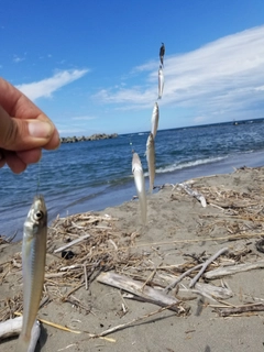 キスの釣果