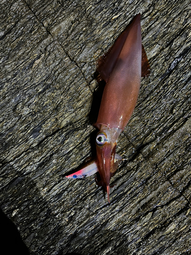 ケンサキイカの釣果