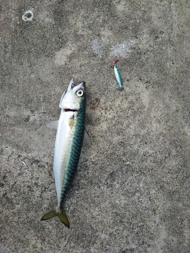 サバの釣果