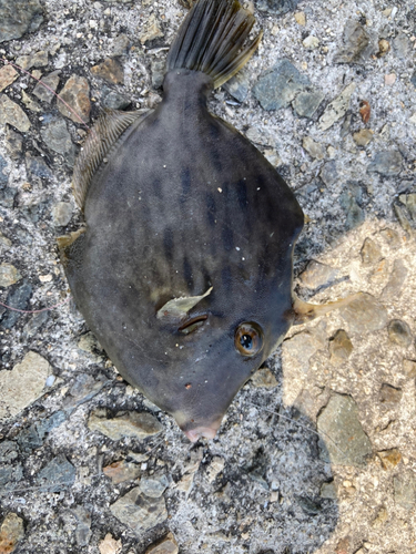 カワハギの釣果