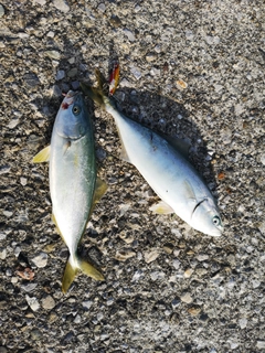 ツバスの釣果