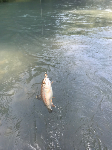 レインボートラウトの釣果