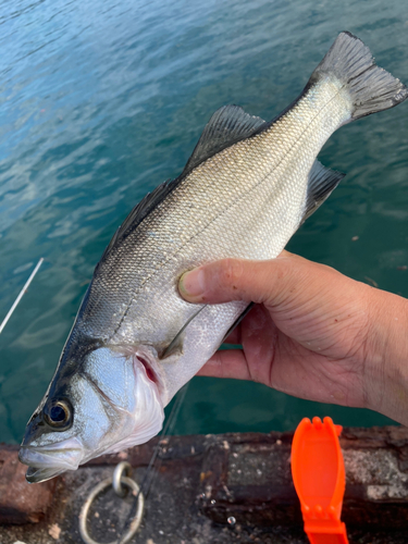 セイゴ（ヒラスズキ）の釣果