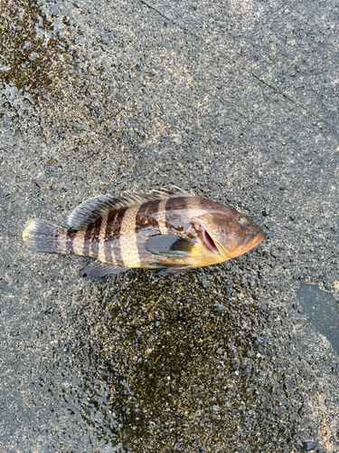 アオハタの釣果