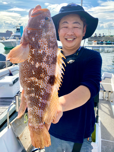 アコウの釣果