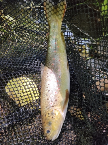 ブラウントラウトの釣果