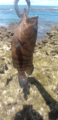 ヤミハタの釣果