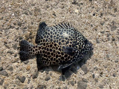 イシガキダイの釣果