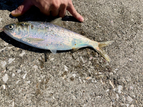 コノシロの釣果