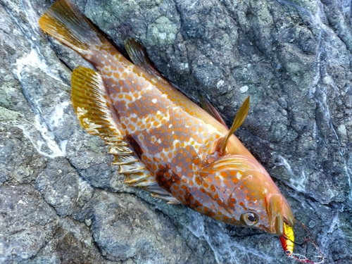 キジハタの釣果