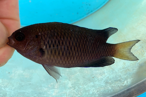 ソラスズメダイの釣果