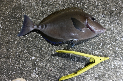 ニザダイの釣果