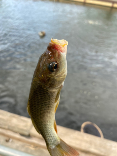 コイの釣果