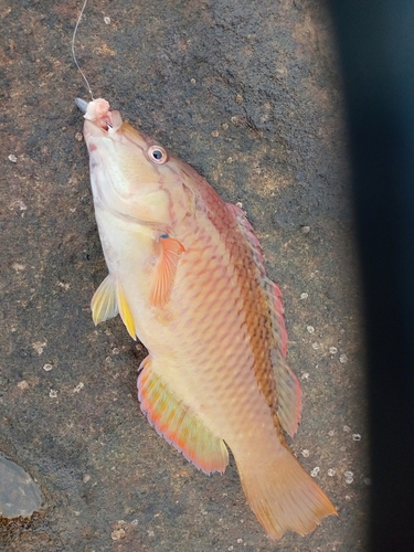 アカササノハベラの釣果